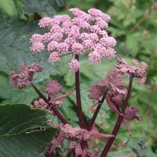 Attēlu rezultāti vaicājumam “Angelica sylvestris flower”