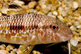 Image result for Mullus surmuletus