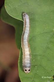 Attēlu rezultāti vaicājumam “Drepanidae”