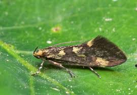 Attēlu rezultāti vaicājumam “Denisia similella”