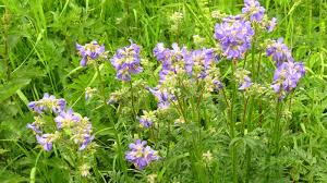 Attēlu rezultāti vaicājumam “Polemonium caeruleum leaf”