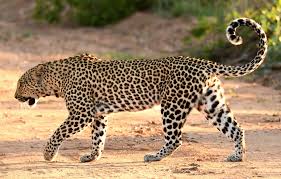 Attēlu rezultāti vaicājumam “Leporida”