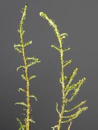 Attēlu rezultāti vaicājumam “Hamatocaulis vernicosus”