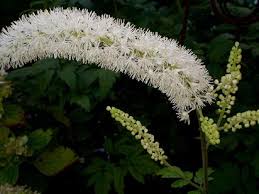 Image result for Silberkerze