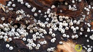 Attēlu rezultāti vaicājumam “Lasiosphaeria ovina”