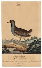 Image result for Gallinula chloropus