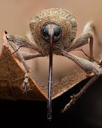 Attēlu rezultāti vaicājumam “Stemonitis flavogenita macro”