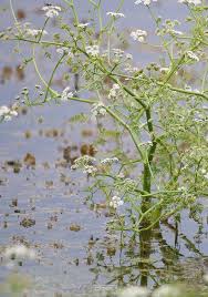 Attēlu rezultāti vaicājumam “Oenanthe aquatica flower”
