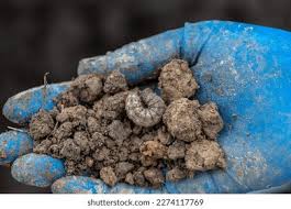 Attēlu rezultāti vaicājumam “Agrotis ripae larva”