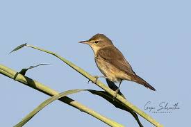 Attēlu rezultāti vaicājumam “Acrocephalus dumetorum”