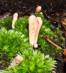 Attēlu rezultāti vaicājumam “Clavariadelphus ligula”