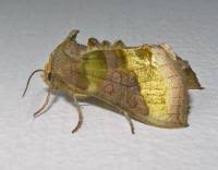 Attēlu rezultāti vaicājumam “Diachrysia tutti”