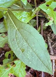 Attēlu rezultāti vaicājumam “Rudbeckia hirta var. hirta leaf”