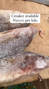 Image result for Micropogonias undulatus