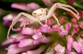 Attēlu rezultāti vaicājumam “Misumena vatia”