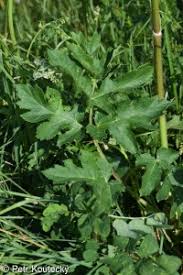 Attēlu rezultāti vaicājumam “Heracleum sphondylium subsp. sibiricum”