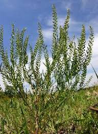 Attēlu rezultāti vaicājumam “Lepidium densiflorum flower”