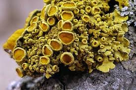 Attēlu rezultāti vaicājumam “Lichenoconium xanthoriae”