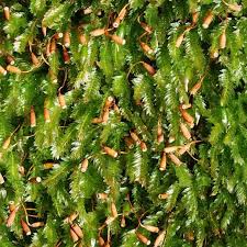 Attēlu rezultāti vaicājumam “Oxyrrhynchium hians var. rigidum”