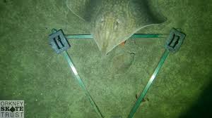 Image result for Dipturus batis