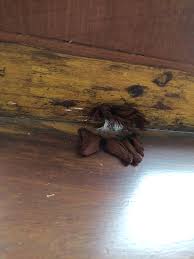 Attēlu rezultāti vaicājumam “Stemonitopsis aequalis (var. aequalis) spores”