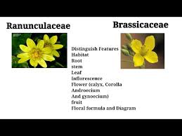 Attēlu rezultāti vaicājumam “Ranunculaceae”