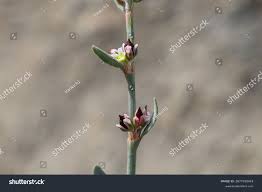 Attēlu rezultāti vaicājumam “Polygonum aviculare flower”