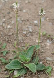 Attēlu rezultāti vaicājumam “Plantago media flower”