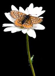 Attēlu rezultāti vaicājumam “Euphydrias aurinia underside”