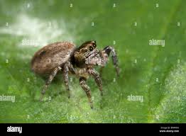 Attēlu rezultāti vaicājumam “Evarcha falcata female”