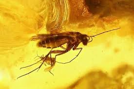 Attēlu rezultāti vaicājumam “Coniopterygidae”