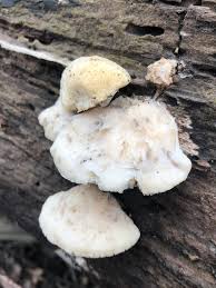 Attēlu rezultāti vaicājumam “Tyromyces chioneus”