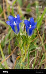 Attēlu rezultāti vaicājumam “Gentiana pneumonanthe flower”