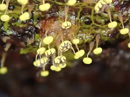 Attēlu rezultāti vaicājumam “Physarum viride macro”