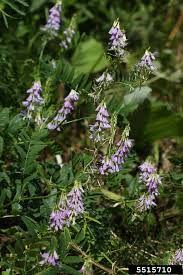 Attēlu rezultāti vaicājumam “Galega orientalis fruit”