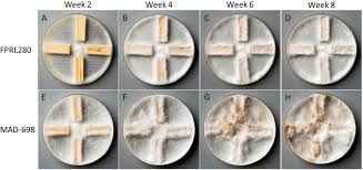 Attēlu rezultāti vaicājumam “Rhodonia placenta”