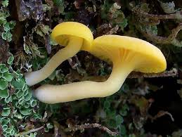 Attēlu rezultāti vaicājumam “Lichenomphalia umbellifera”