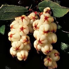 Attēlu rezultāti vaicājumam “Schoenus ferrugineus fruit”