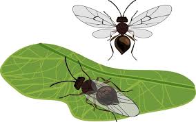 Attēlu rezultāti vaicājumam “Cynips quercusfolii”