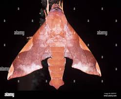 Attēlu rezultāti vaicājumam “Sphingidae”