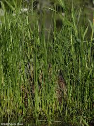 Attēlu rezultāti vaicājumam “Juncus filiformis”