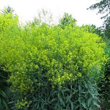 Image result for Isatis tinctoria