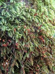 Attēlu rezultāti vaicājumam “Hypnum pallescens”