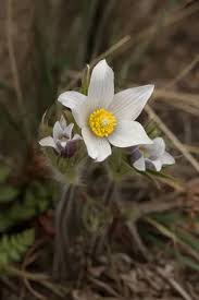 Attēlu rezultāti vaicājumam “Pulsatilla patens”