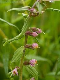 Attēlu rezultāti vaicājumam “Odontites vulgaris flower”