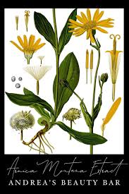 Image result for Arnica montana