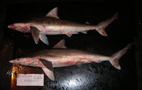 Image result for Carcharhinus isodon