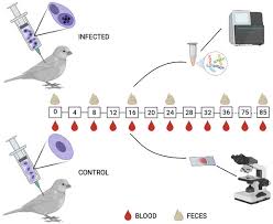 Attēlu rezultāti vaicājumam “Enteridium olivaceum plasmodium”
