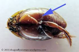 Attēlu rezultāti vaicājumam “Hydrophilidae”