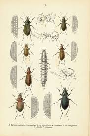 Attēlu rezultāti vaicājumam “Carabus clathratus”